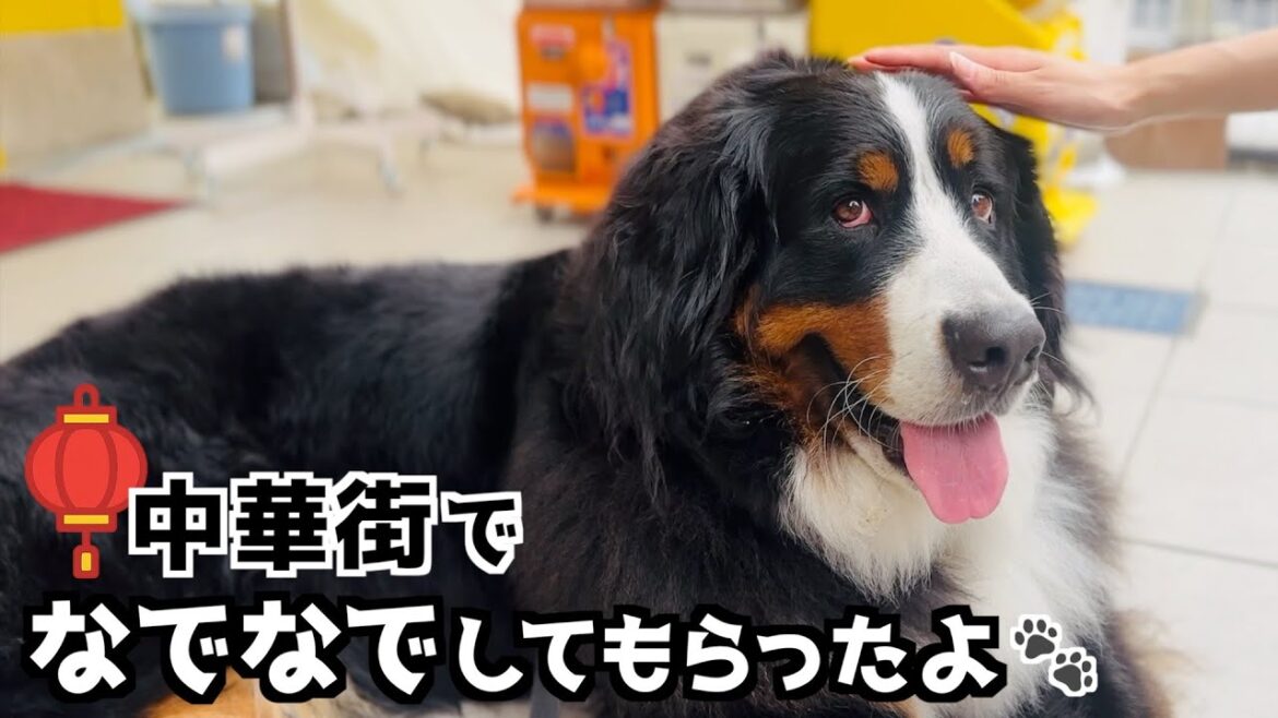 バーニーズと歩く横浜中華街🐾 気になるお店を次々チェック‼️