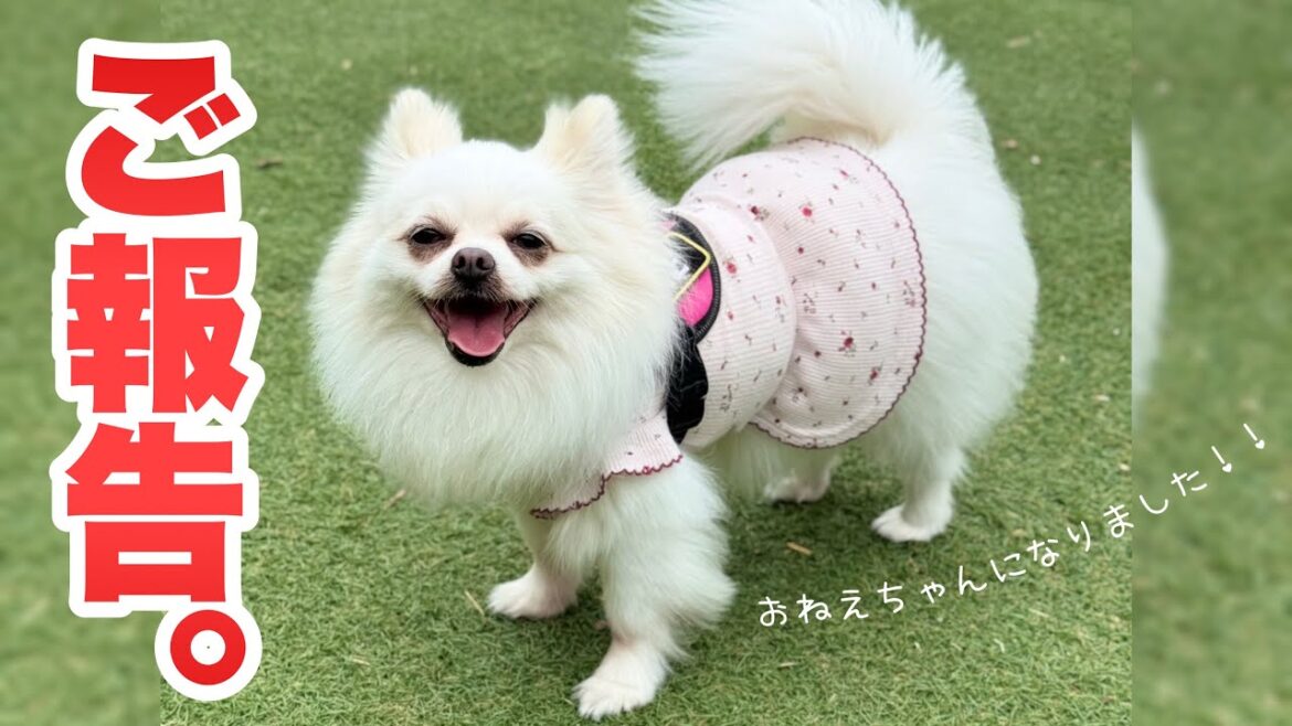 【ご報告】家族が増えました!ポメチワひめ&チワワあな 初対面とパパとの感動再会🥺 【ご報告】家族が増えました!ポメチワひめ&チワワあな 初対面とパパとの感動再会🥺