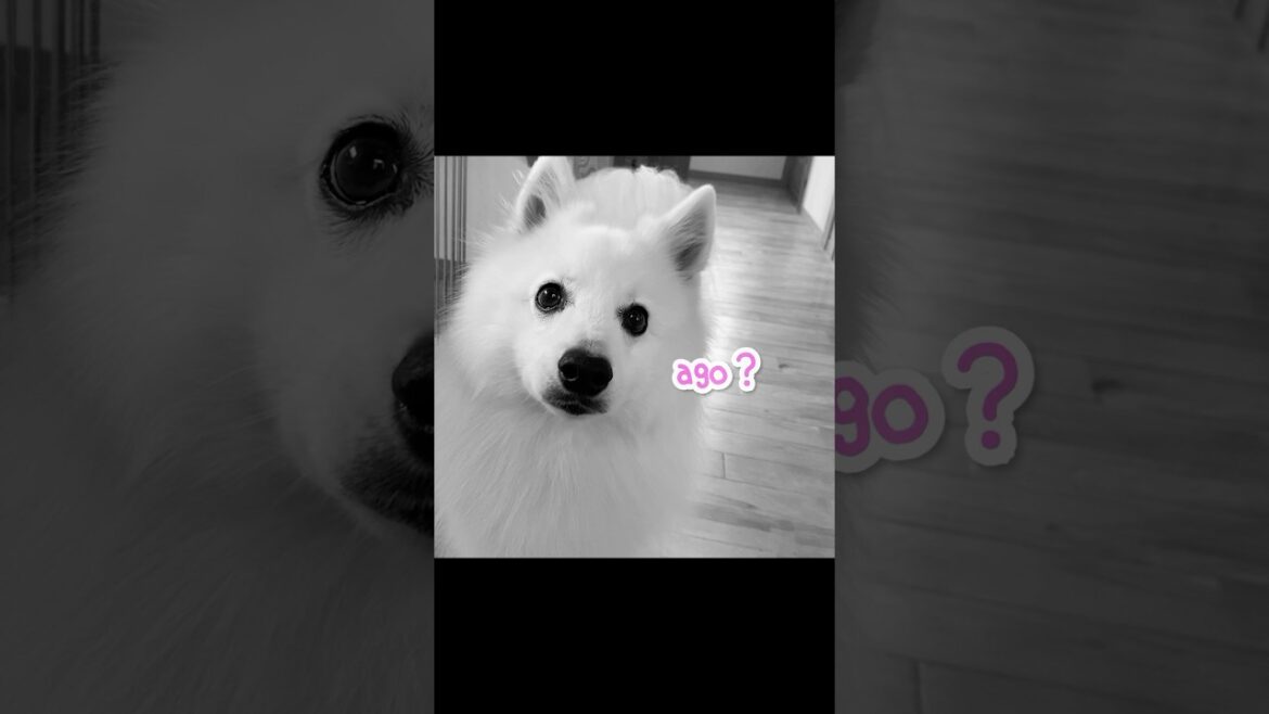 【恒例】教えてないけどアゴって言ってみた　#日本スピッツ #中型犬 #shorts