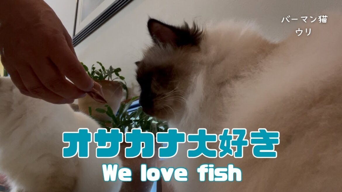 バーマン猫ラフとウリとガブ【オサカナ大好き】We love fish（バーマン猫）Birman/Cat