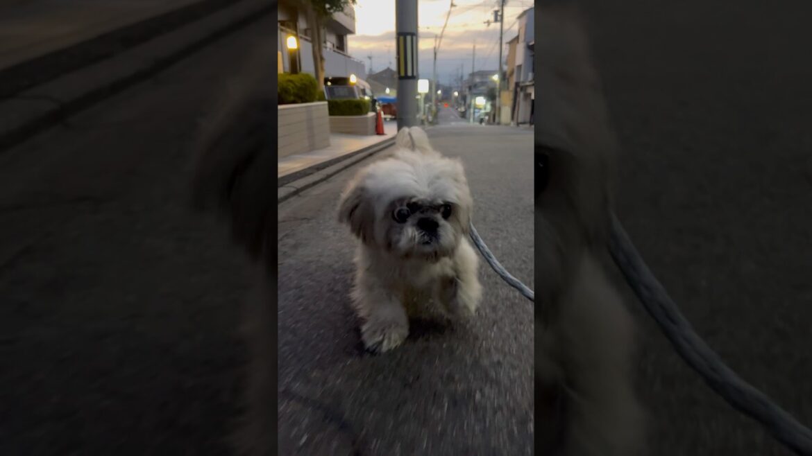 今日は涼しいあさんぽてんぽ　#シーズー #shihtzu