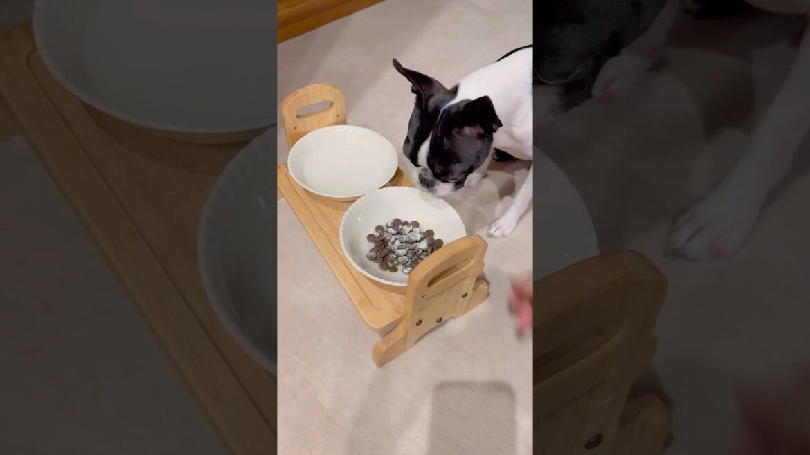 おはよう！メルの朝ごはん #ボストンテリア #ボステリ #bostonterrier