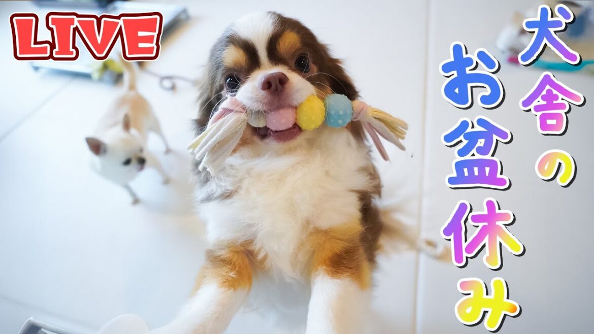 【Live】お盆休み🔅チワワたちとのんびり雑談配信【ブリーダー】