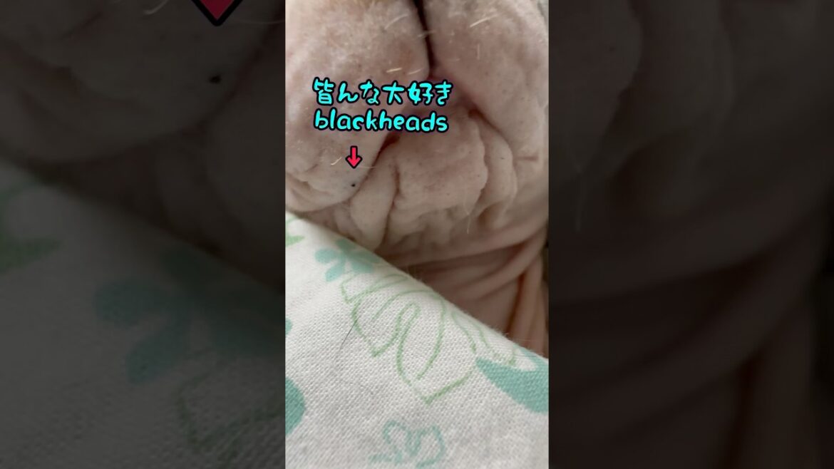 スフィンクスと暮らしています#shorts#cat #ねこ #猫 #猫のいる暮らし #sphynx