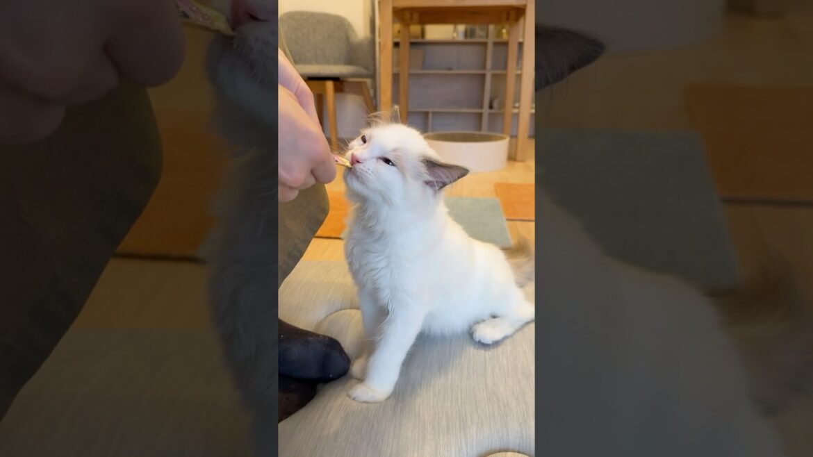 オヤツが美味しくて目を細めながら食べる子猫🐾