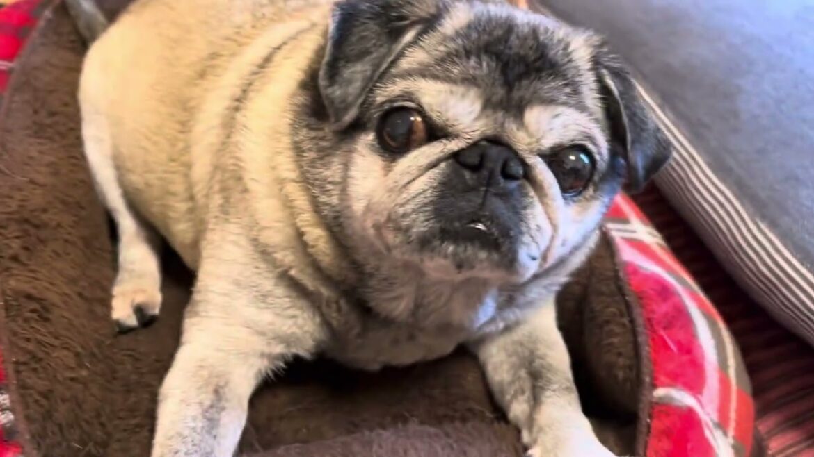 2025/8/12-2パグのマリアさん。Pug  Maria.