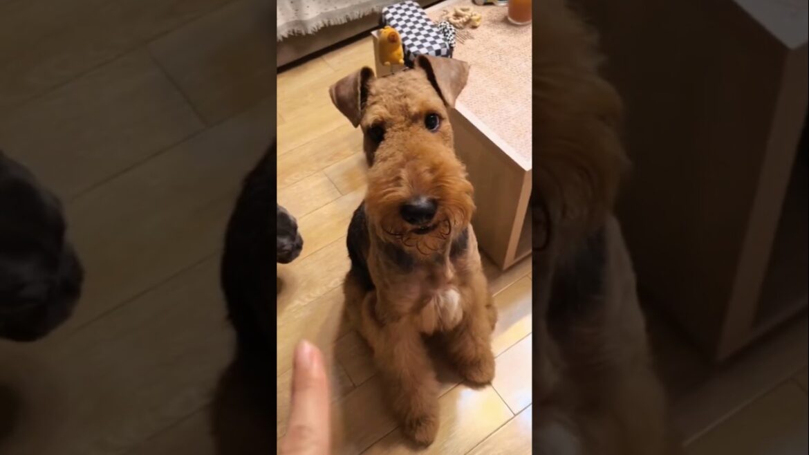 facts about airedale terrier dog breed #dogs #dog #facts #shorts