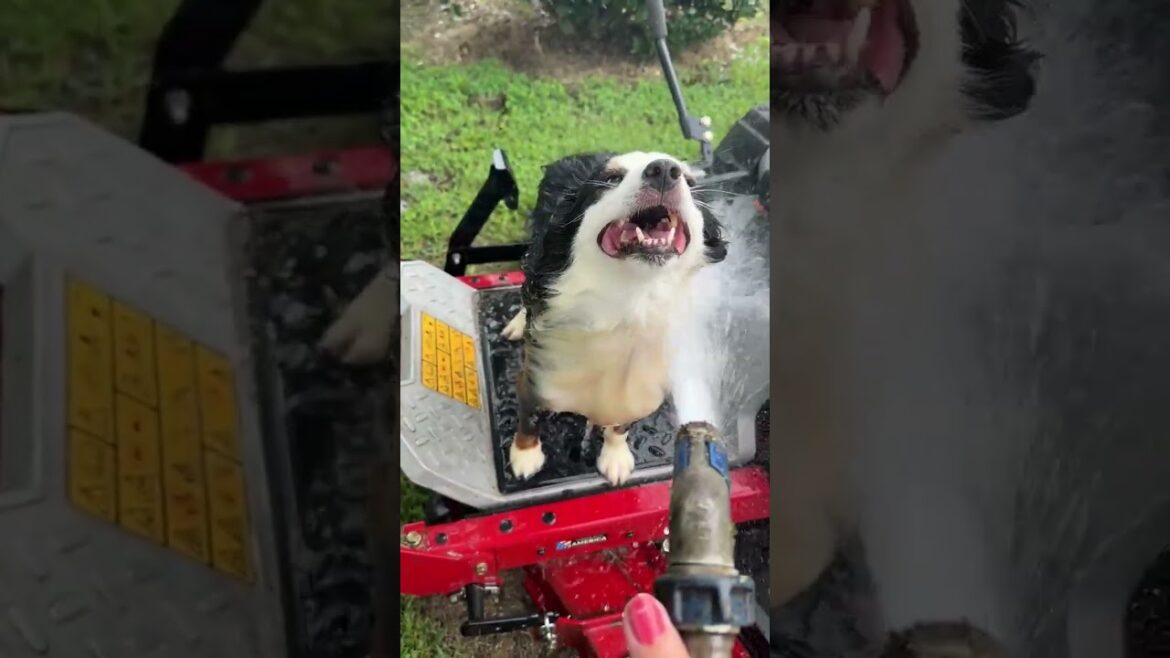Mini Aussie says: Wash me, Please! #dog #fun #summer #farmlife #water #mower #joy #cool