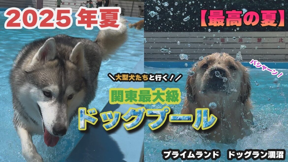 【ドッグプール】茨城の巨大ドッグラン「プライムランドひぬま」で大型犬との最高なプール体験! 【ドッグプール】茨城の巨大ドッグラン「プライムランドひぬま」で大型犬との最高なプール体験!