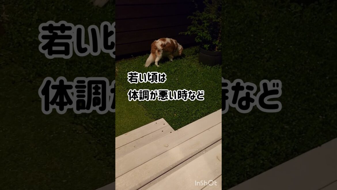 変なカナ #shorts #キャバリアキングチャールズスパニエル #キャバリア #老犬