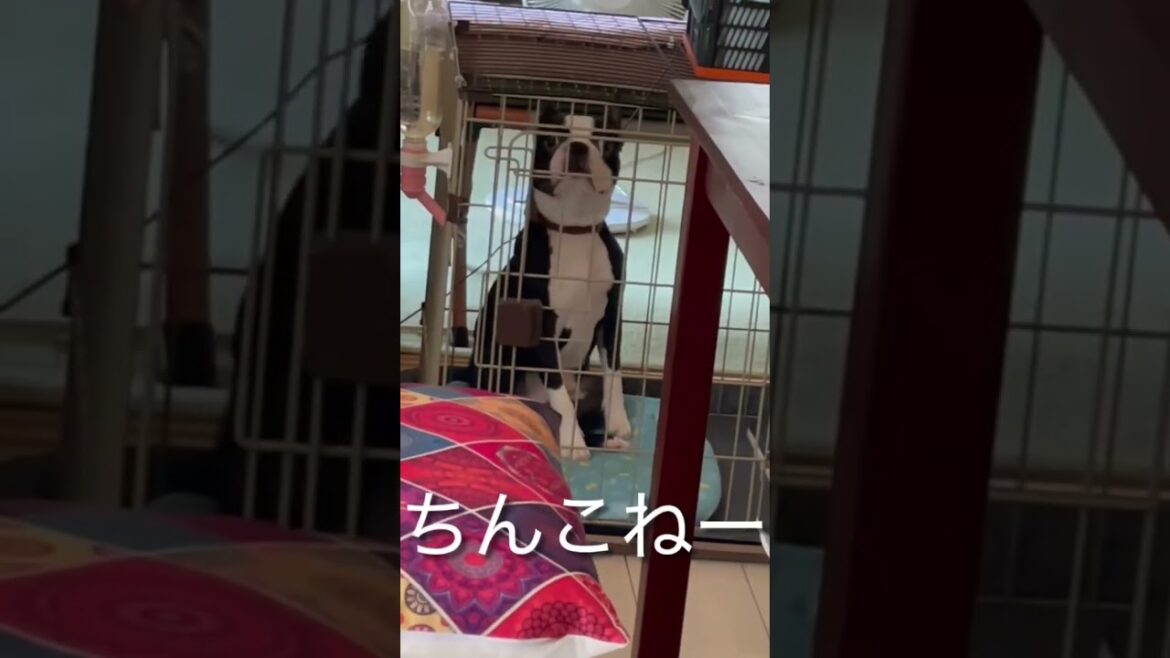#フレンチトン　顔はフレブルで体はボストンテリアです　　#フレンチブルドッグ　#ボストンテリア