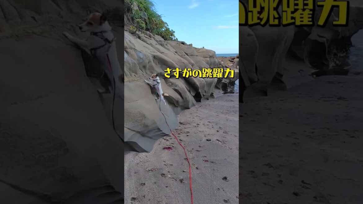 【ジャックラッセルテリアの挑戦】なぜそこを登ろうとする？#shorts #jackrussellterrier