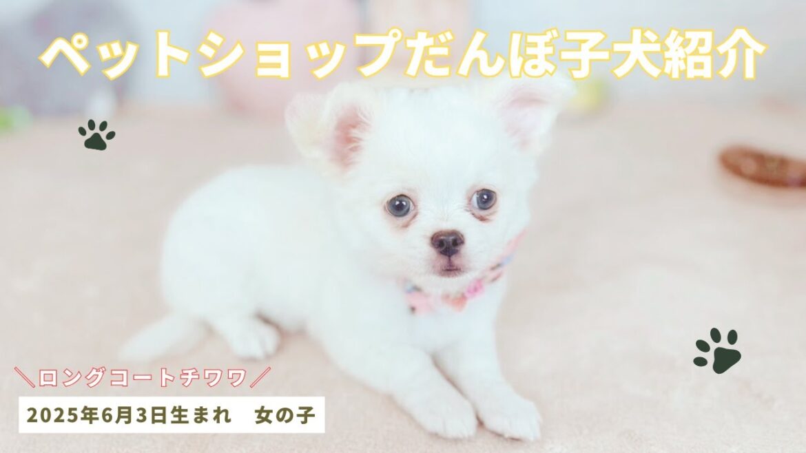 ロングコートチワワ 女の子 2025年6月3日生まれ