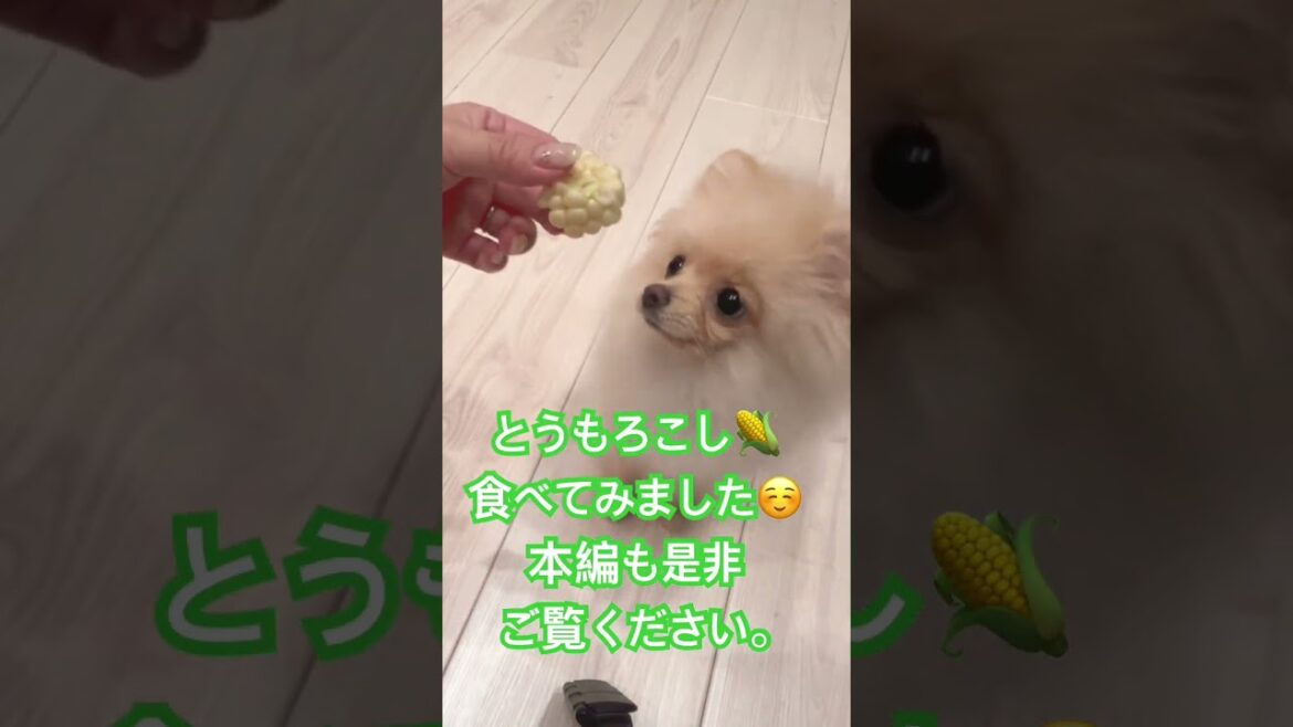 #ポメラニアン #ポメラニアンクリーム #ポメラニアン子犬 #pomeranian #とうもろこし #夏野菜