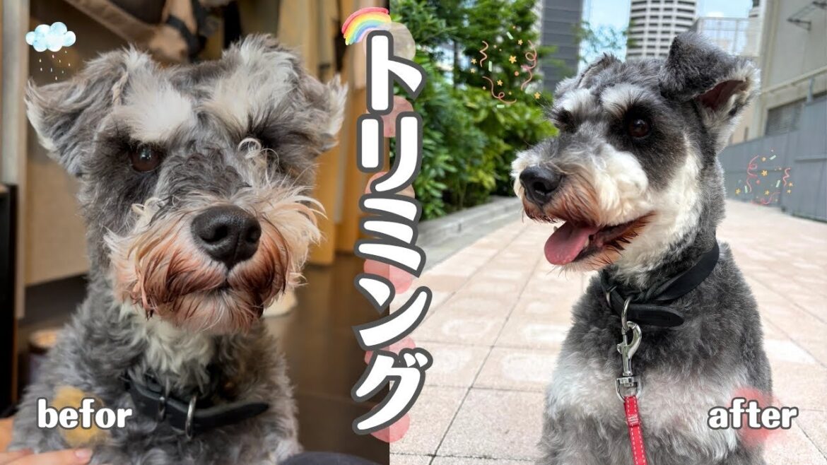 【ミニチュアシュナウザー】寝ぼけていたのにトリミングに連れて行かれる愛犬🐶オーダー方法✏️