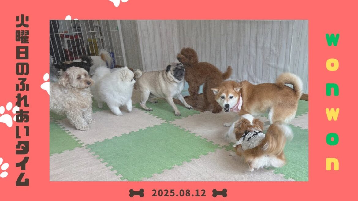 【犬の幼稚園】わんわんようちえん　火曜日のふれあいタイム