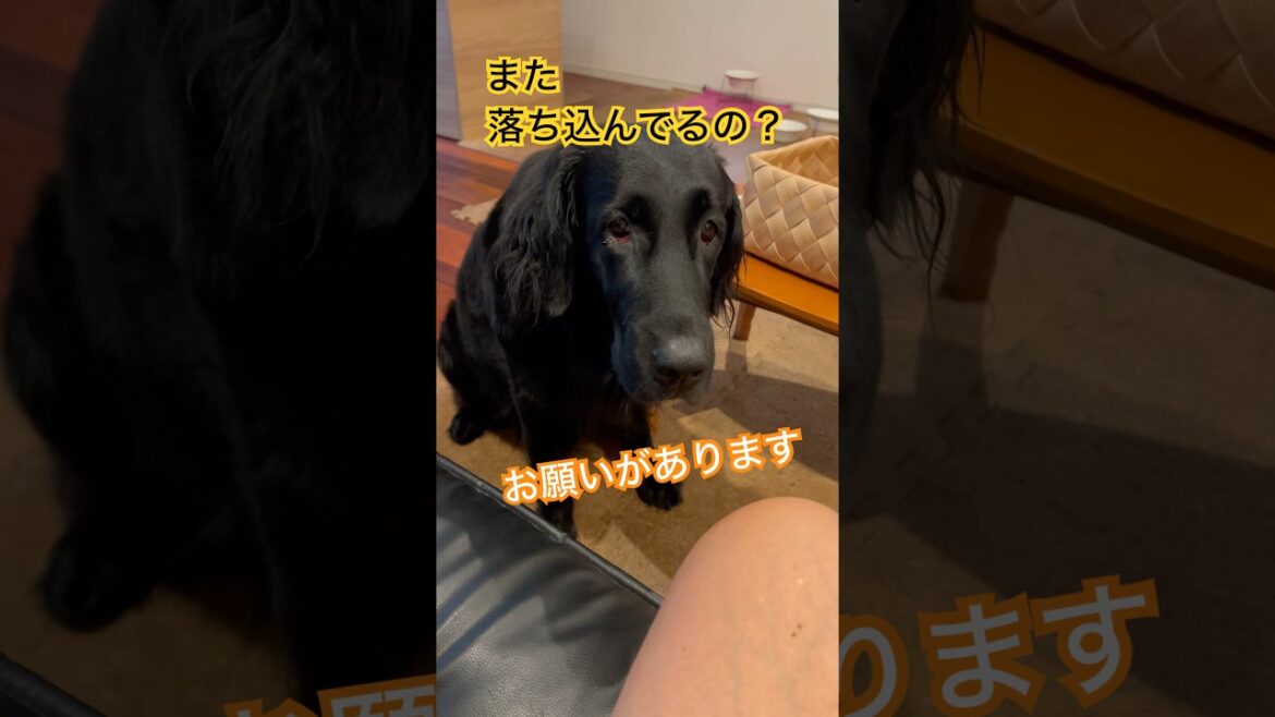 お願いがあります#flatcoatedretriever #フラットコーテッドレトリバー #お願い