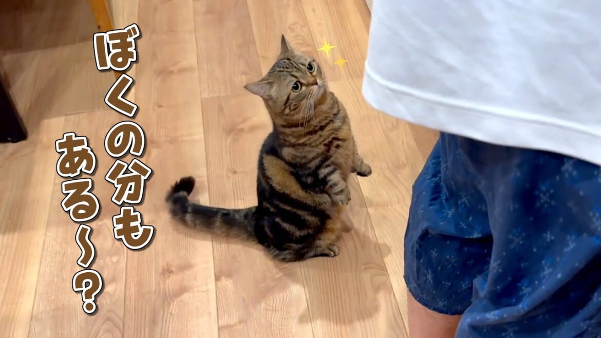 パパがキッチンに立つと何かもらえると思ってる猫が可愛すぎる！