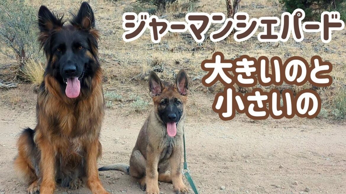 【ジャーマンシェパード】最近はこの２頭に飼い主のほうが遊んでもらってる…そんな気がします😊