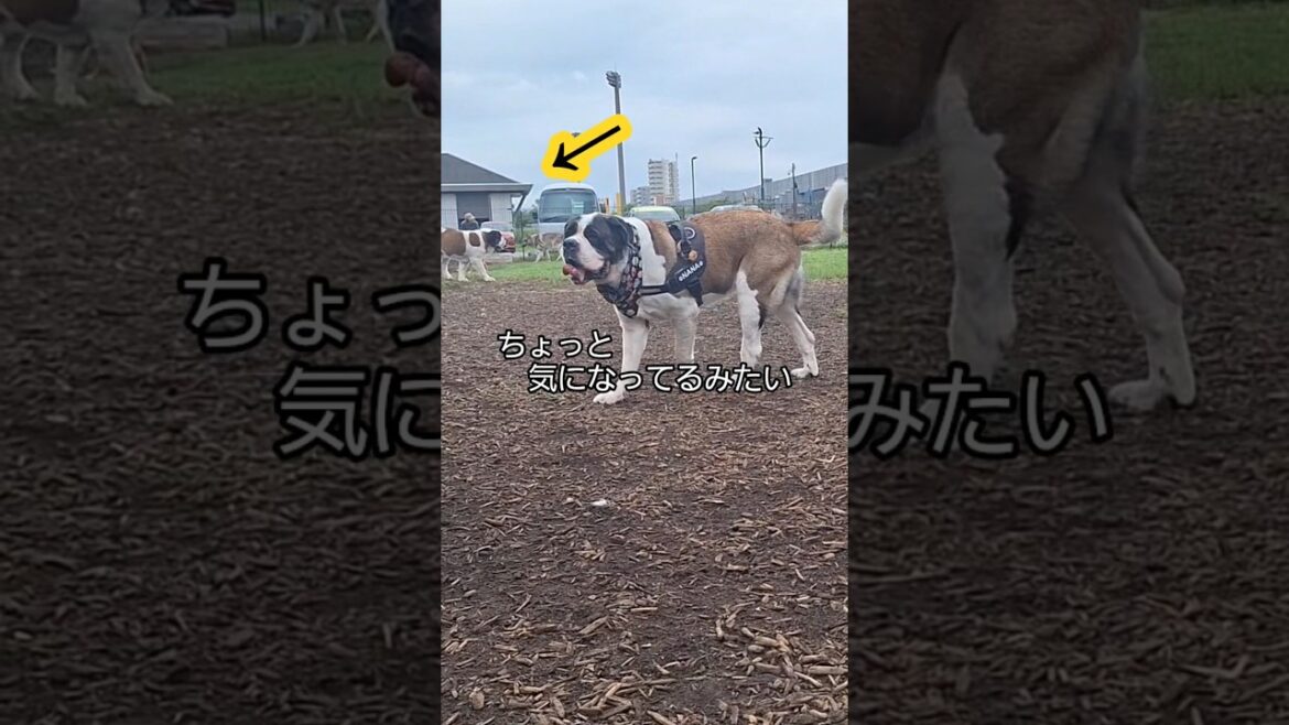 早朝ドッグラン行ったら超大型犬だらけだった🐶🐶レオンとナナ #犬 #セントバーナード #超大型犬