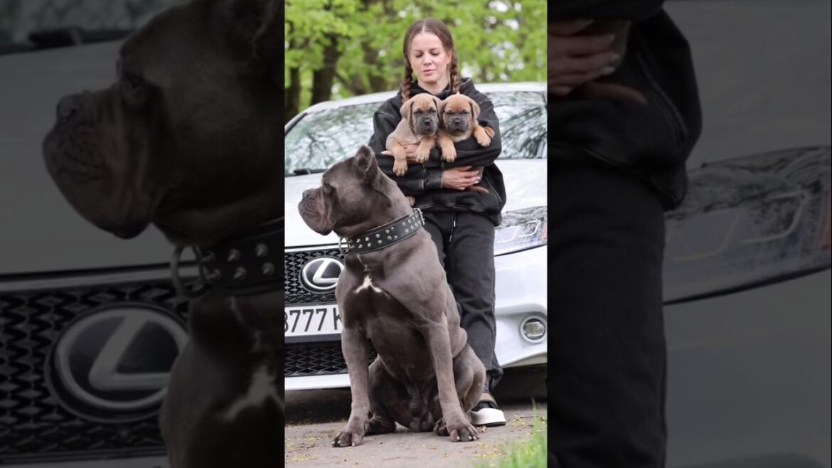 Neapolitan Mastiff The Gentle Giant You DON'T Want to Mess With  #Dog #BigDogs #DogTraining #shorts