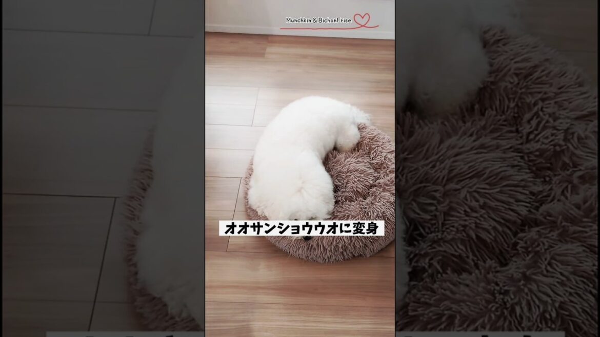 【ビションフリーゼ】いたずらがバレるとオオサンショウウオに変身するもふ犬 【犬と猫、両方飼ってると毎日かわいい♥】