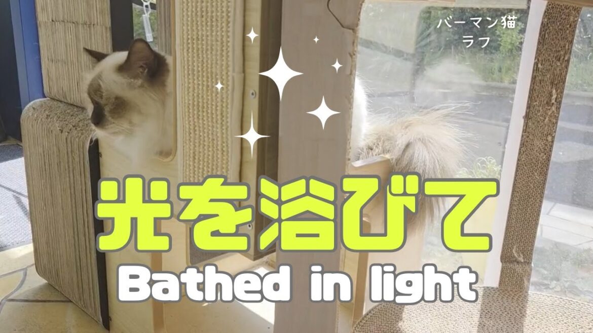 バーマン猫ラフ【光を浴びて】Bathed in light（バーマン猫）Birman/Cat