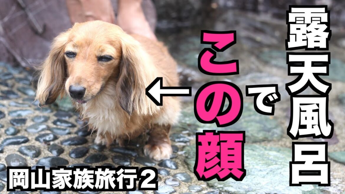 【ドッグランで過去イチの激走！！】ちょっとずつツイてない旅行  後編【カニンヘンダックスえびすの日常】