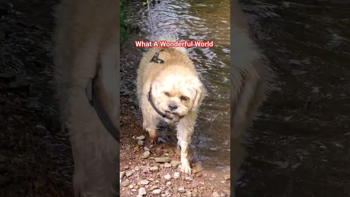 What A Wonderful World 🥰 What A Wonderful World 🥰