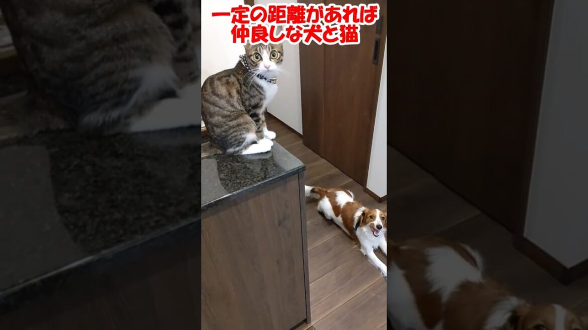 一定の距離があれば仲良しな犬と猫 #保護猫 #コーイケルホンディエ