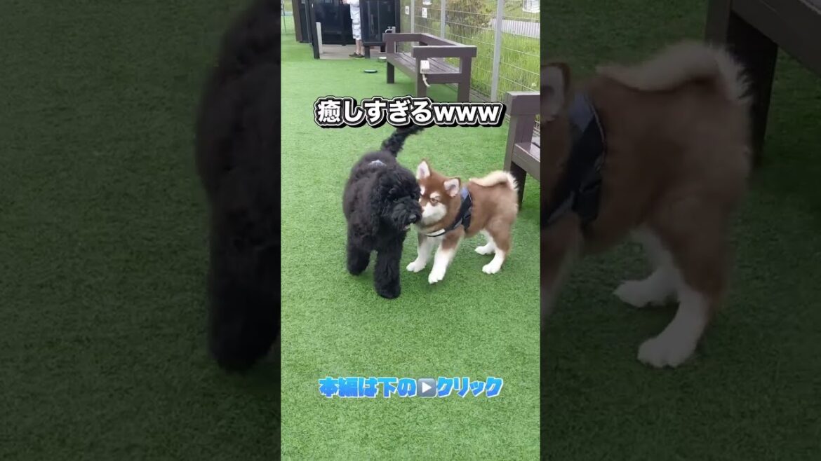 アラスカンマラミュート子犬とじゃれ合い#sorts