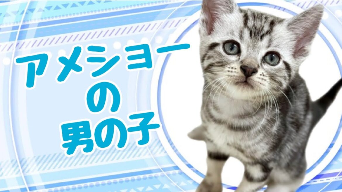 アメリカンショートヘアの子猫　（平野瓜破）