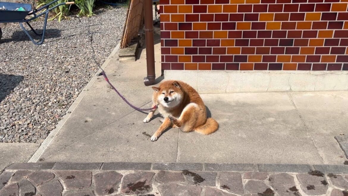 お風呂のあと天日干しされてる柴犬