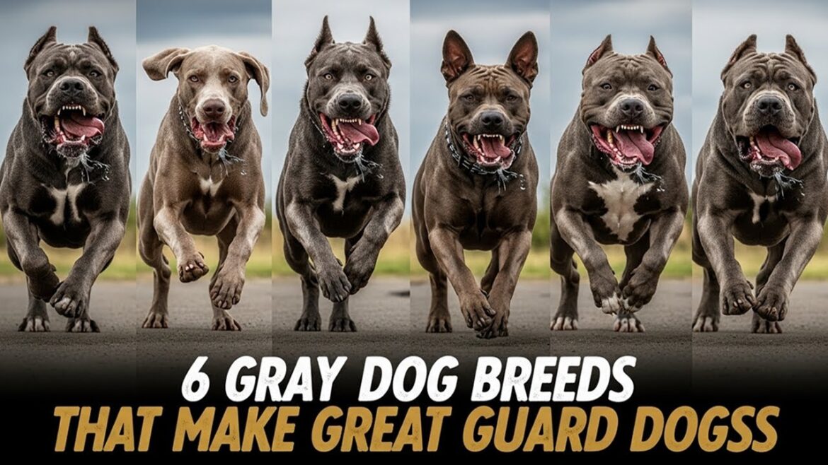 番犬として最適なグレーの犬種6種 番犬として最適なグレーの犬種6種