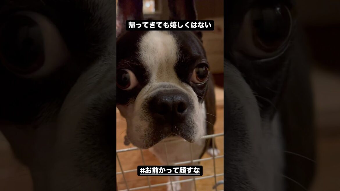 飼い主が帰っても毎回嬉しい顔しない犬 #ボストンテリア