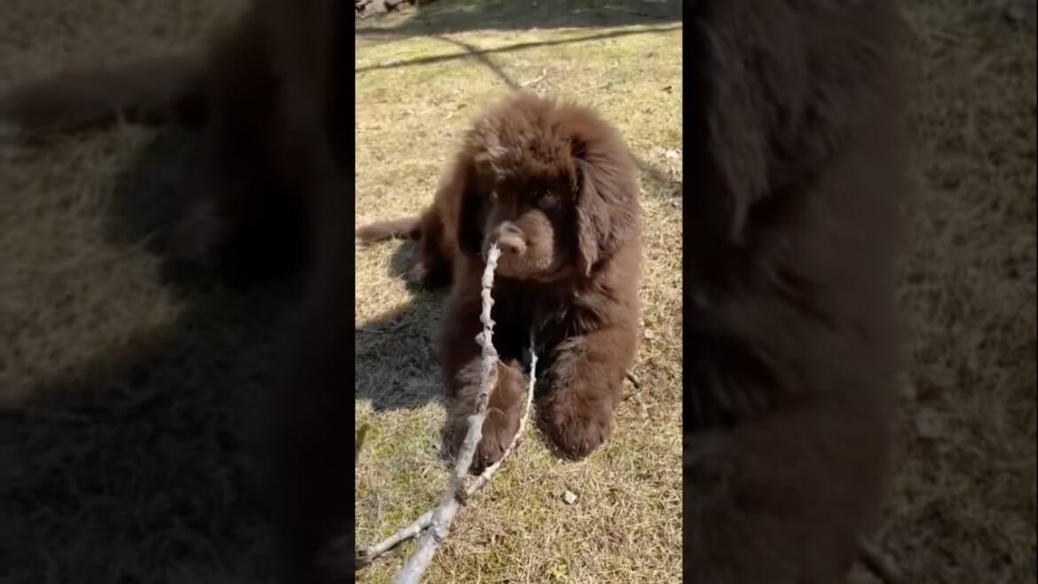 Newfoundland dog transformations #youtubeshorts #dogbreed #ytshorts