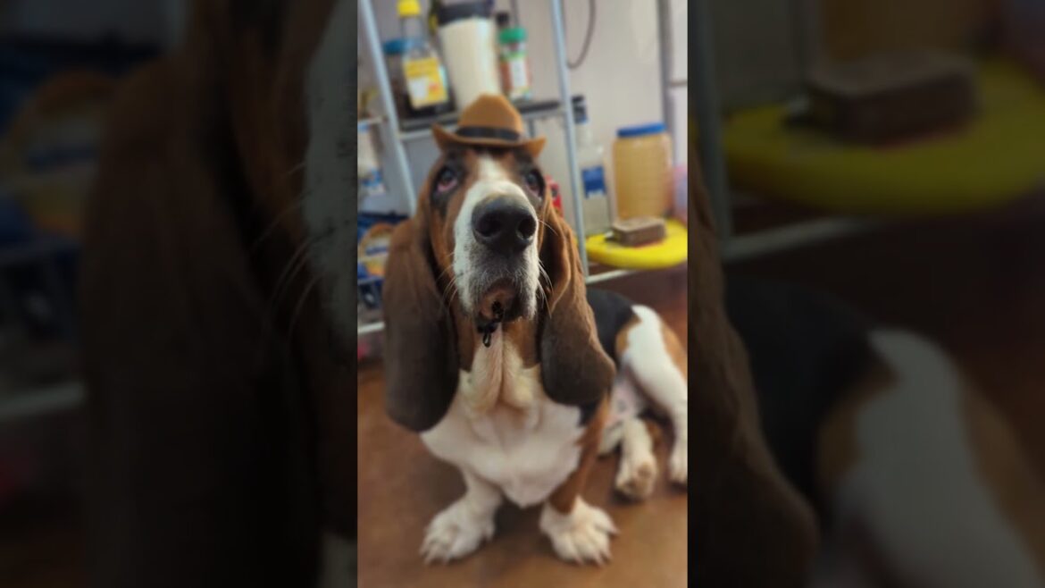 Rock'n'Roll Basset wants to be your dog | 🐶🔥 PT.1