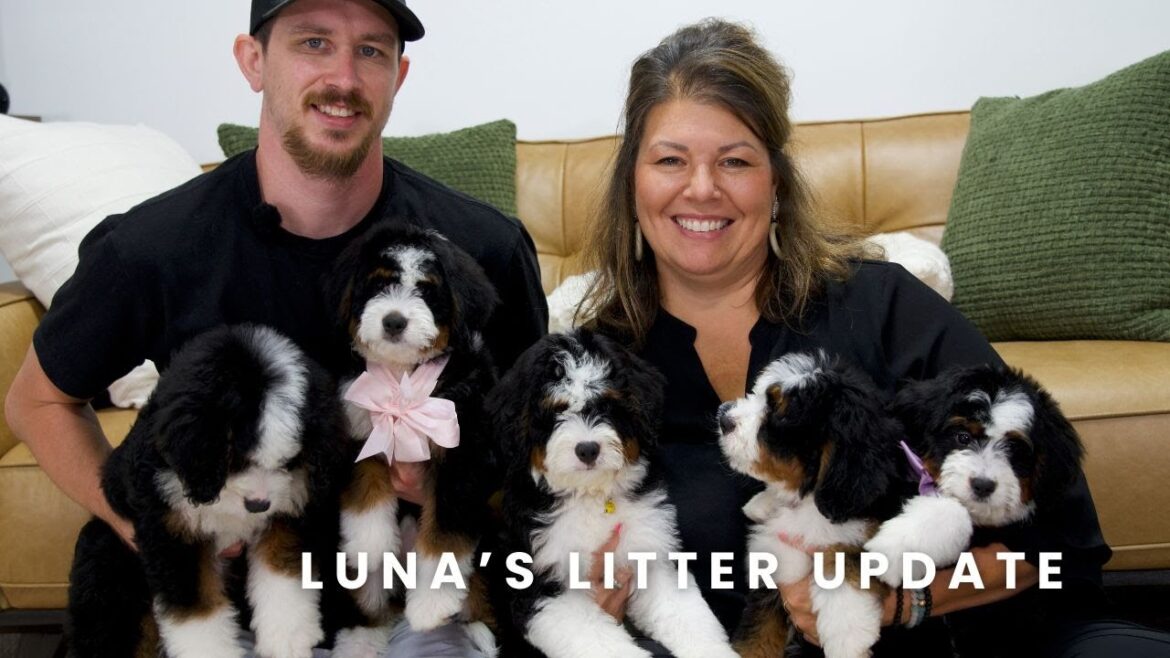 Luna’s F1 Mini Bernedoodle Puppies | Litter Update! Luna's F1 Mini Bernedoodle Puppies | Litter Update!