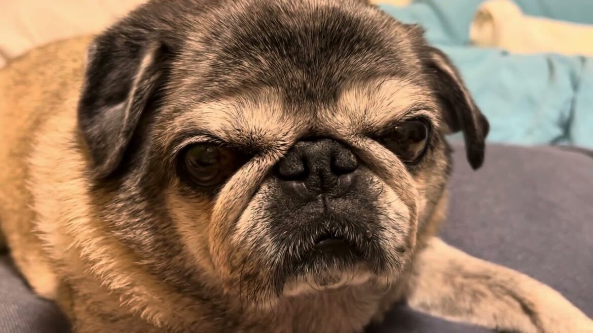 2025/8/12パグのマリアさん。Pug  Maria.