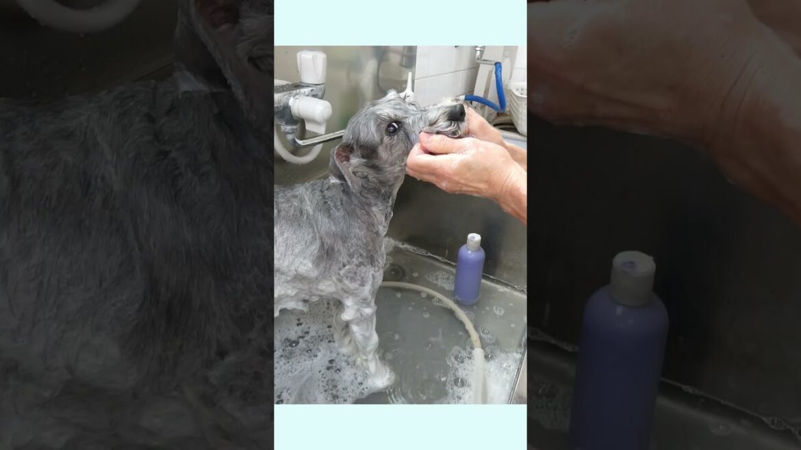 なが～いヒゲが自慢です！ ＃ミニチュア・シュナウザー＃シュナ＃髭＃トリミング #pets #grooming#ドッグサロン #癒し動画 #シュナウザー