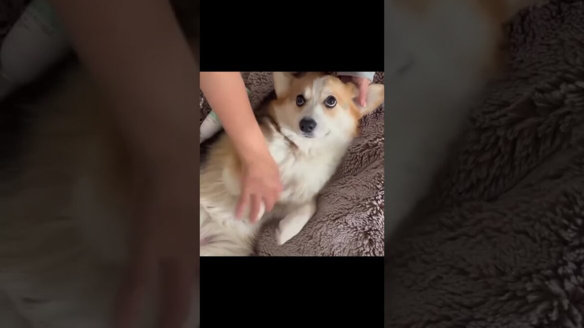 ペットケア 炭酸スプレー ブラッシング グルーミング コーギー ココモフ cocomofu お出かけ前 日常使い 静電気防止 ふわさら仕上げ 犬のいる暮らし ペットケア 炭酸スプレー ブラッシング グルーミング コーギー ココモフ cocomofu お出かけ前 日常使い 静電気防止 ふわさら仕上げ 犬のいる暮らし