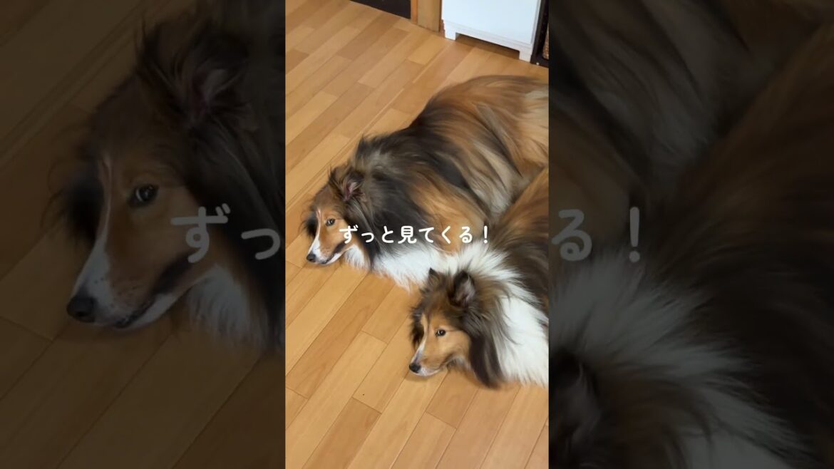 足踏んじゃう時あるよね🫩#シェルティ