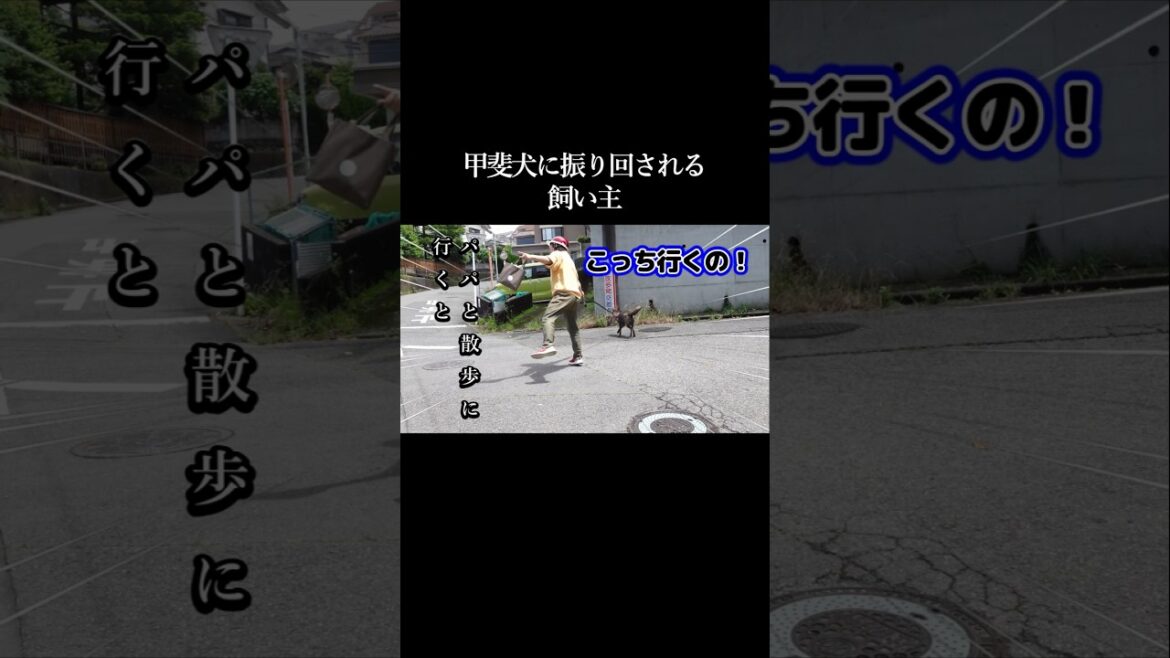 あっちに行きたい！飼い主を振り回す甲斐犬　#甲斐犬 #柴犬 #youtubeshorts