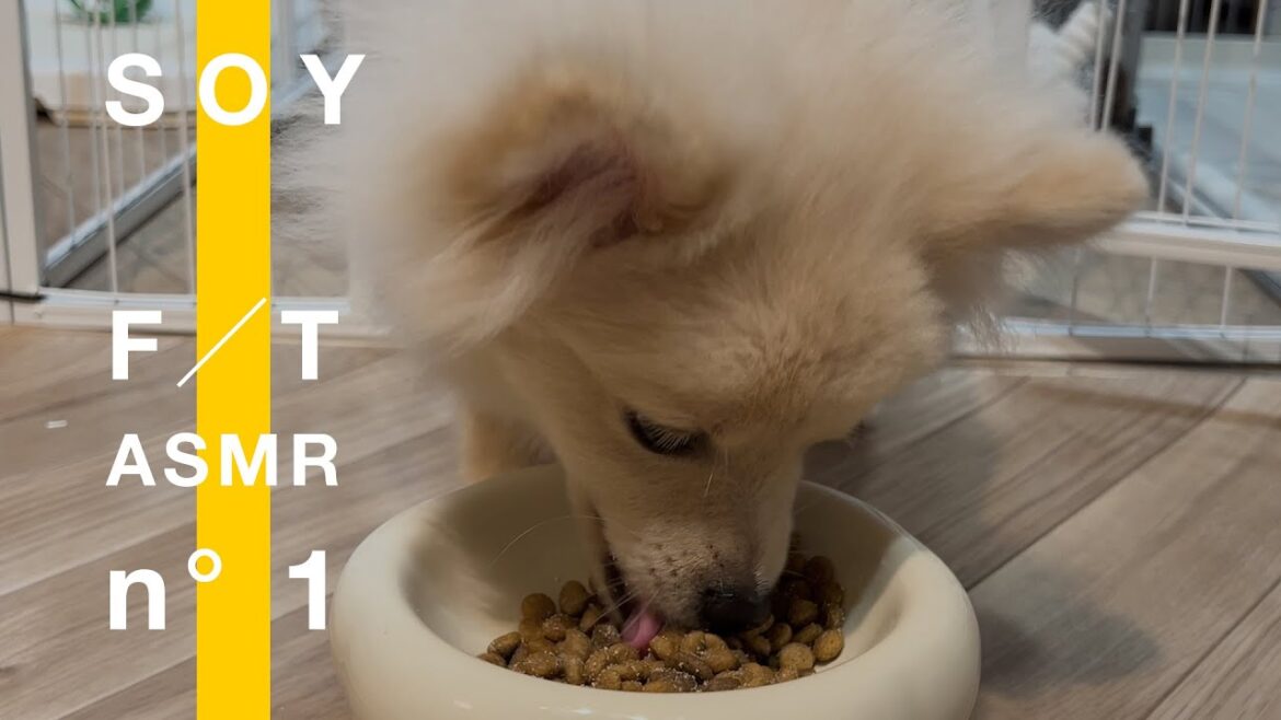 ASMR 『THE FIRST TAKE』 – PUPPY Meal of Happiness | 子犬(ポメラニアン🐶)の食事🎧