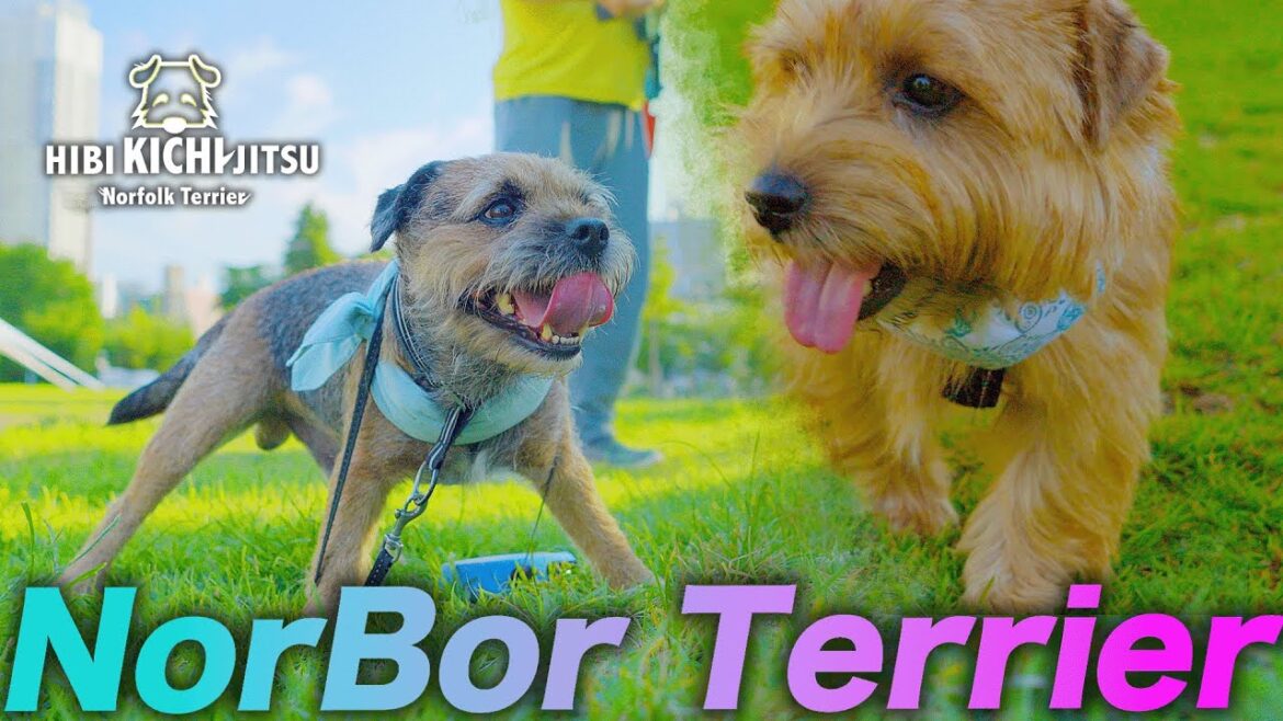 愛犬キチ  Border Terrier 碧(AO) 恋愛【 ボーダーテリア ノーフォークテリア norfolkterrier  terrier 】