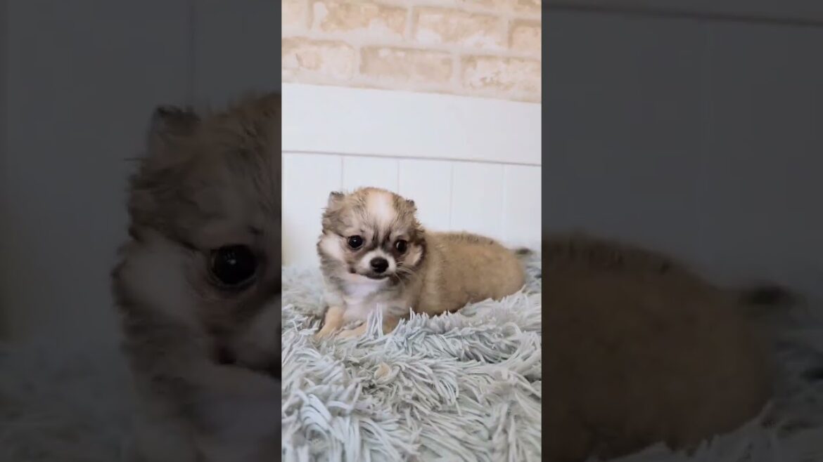 【チワワ】ロングコートチワワのレッド&ホワイトの男の子💕#チワワ#チワワブリーダー#プリティードッグ #chihuahua