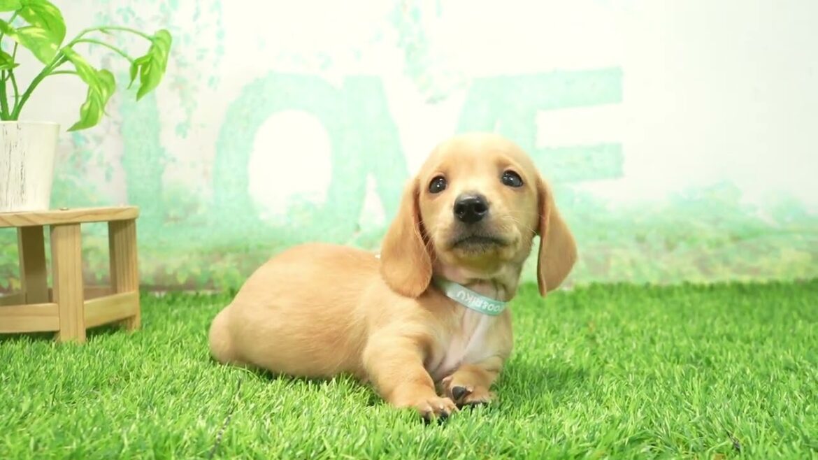 ペットショップcoo&riku No.00729148 Ｍ・ダックスフンド（スムースヘアー）