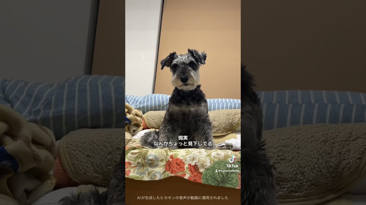思ってたんと違う #シュナウザー #ミニチュアシュナウザー