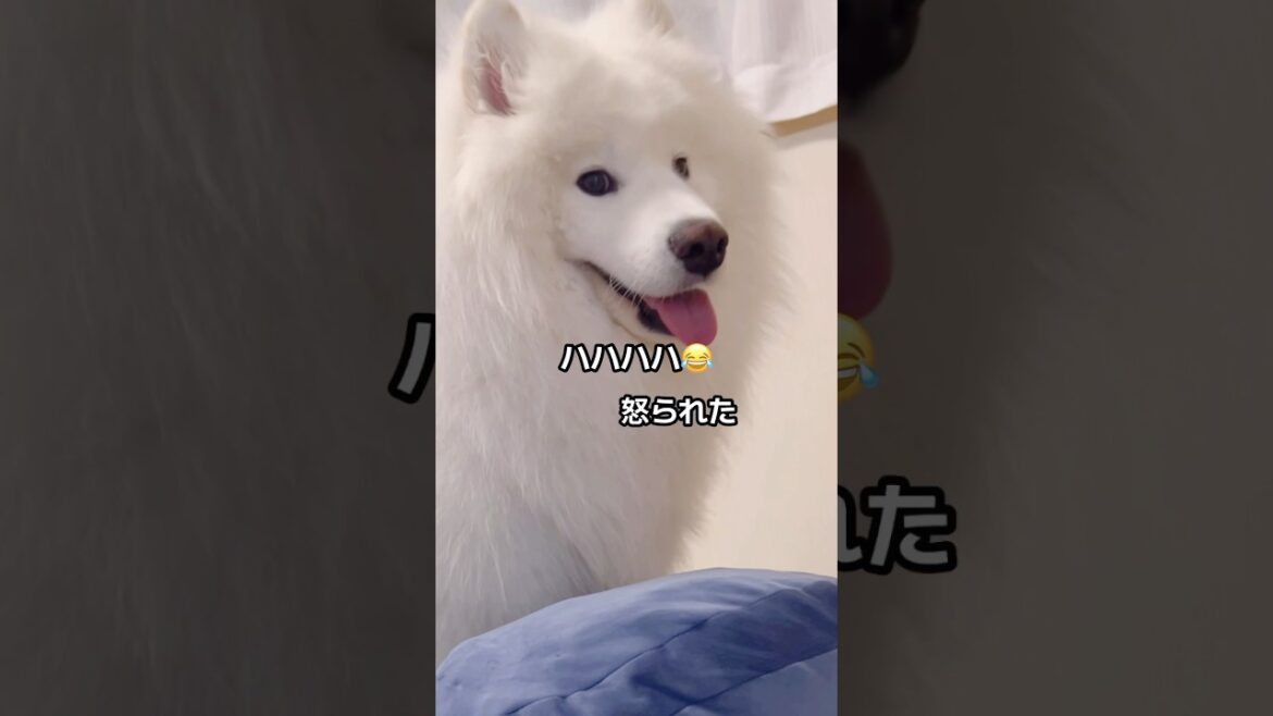 可愛いすぎる寝室荒らしが現れた！ #samoyed #サモエド #癒し