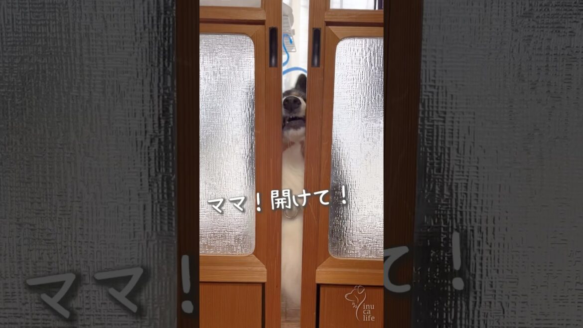 どんな時もママと一緒にいたい愛犬たち🐶🐶 #ボーダーコリー #オーストラリアンシェパード